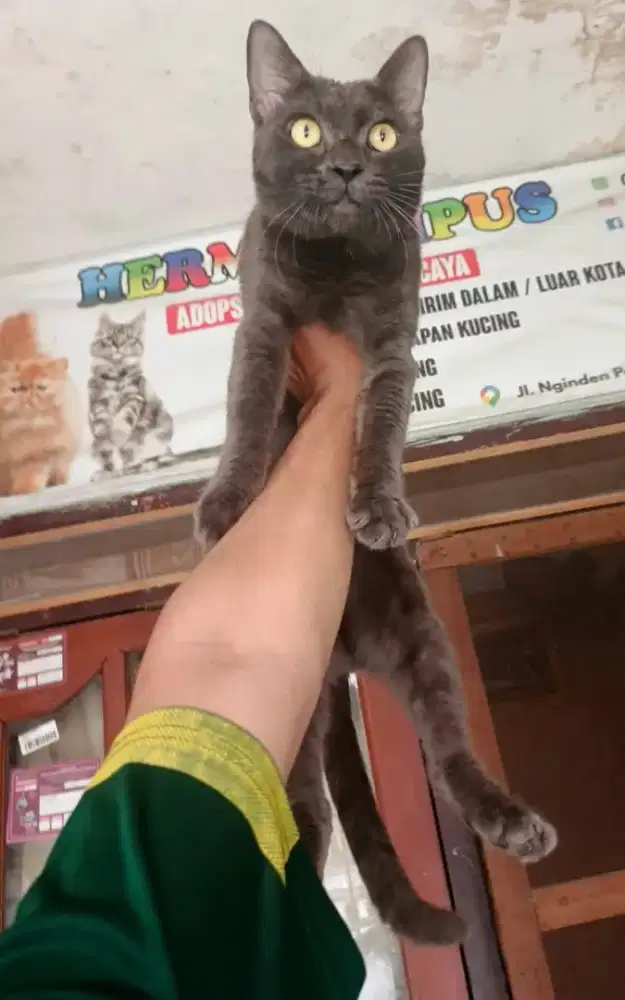 Kucing busok jantan 8 bulan