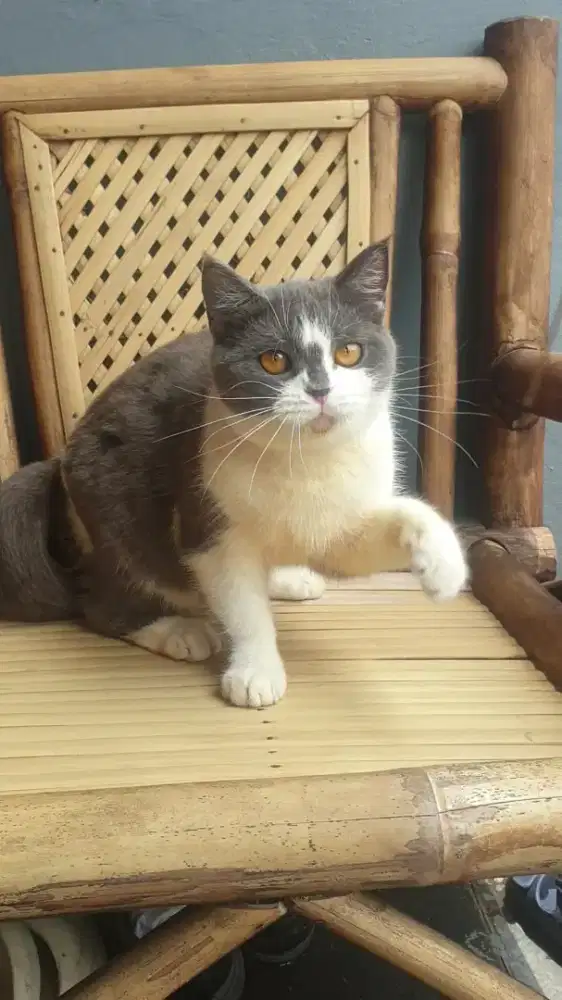 BRITISH SHORTHAIR (BSH)