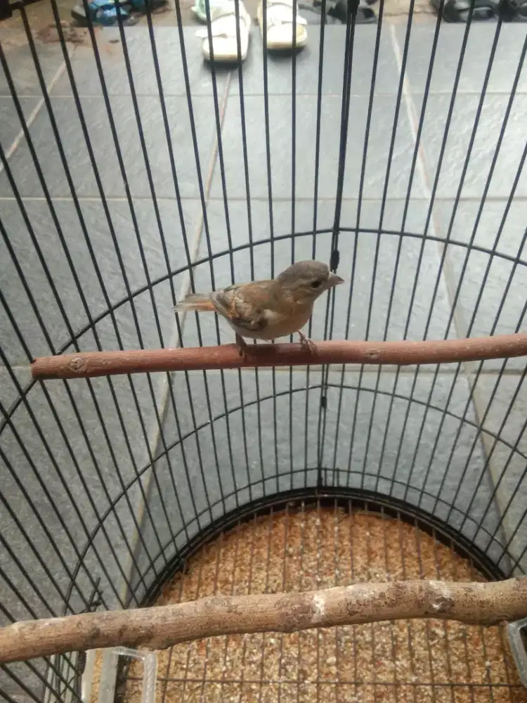 Redsiskin jantan bunyi Rajin