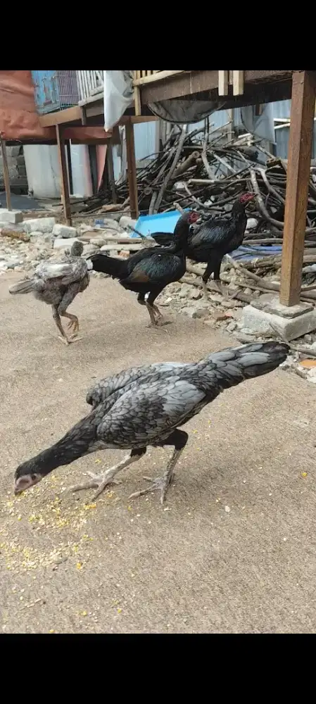 Calon biang / indukan pama Upgrade