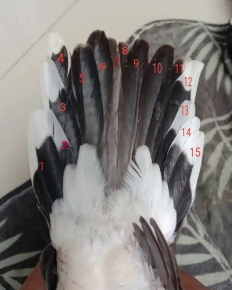 Perkutut Katuranggan Pendowo Mijil Ekor 15