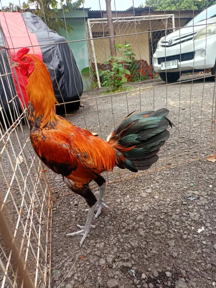 Jual ayam jago Mangon x Bangkok