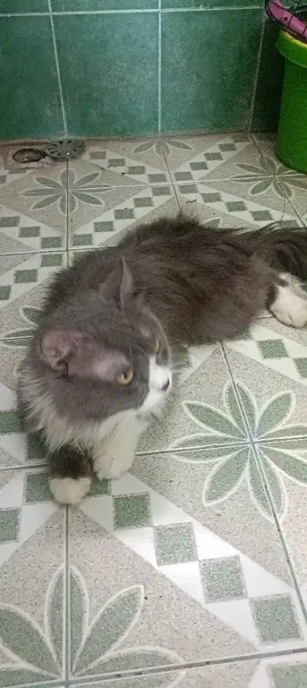 Persia medium jantan 1 tahunan