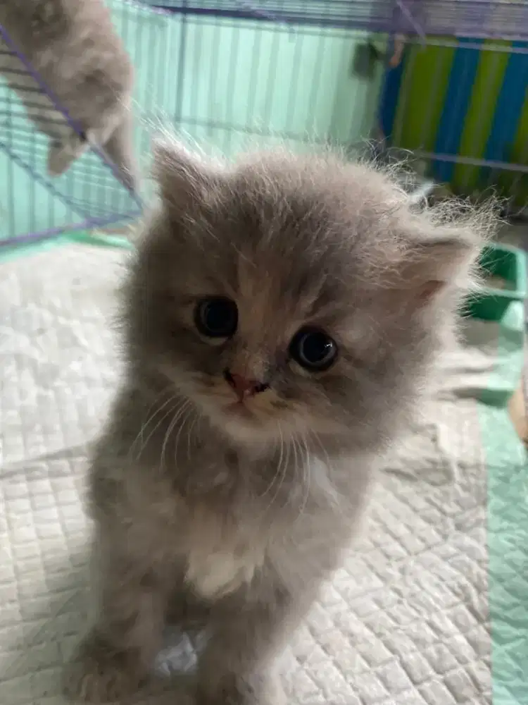 tas britishorthir longhir betina,,umur 3bln gembul