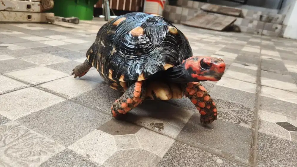 Kura Kura Cherry Head dan Sulcata Jumbo