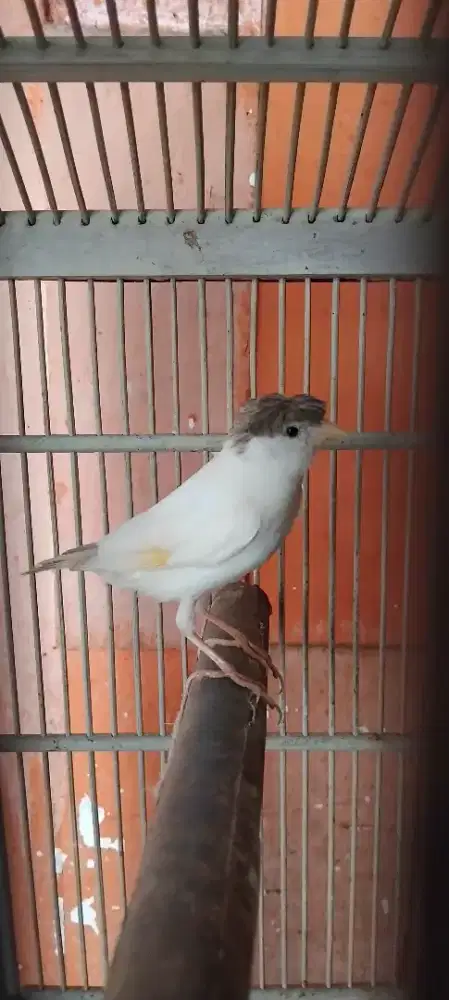 Jual rad 2 ekor kenari putih