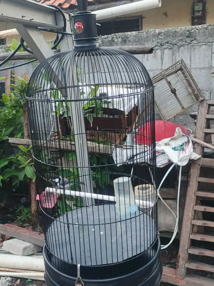 cisem,prenjak glatik batu