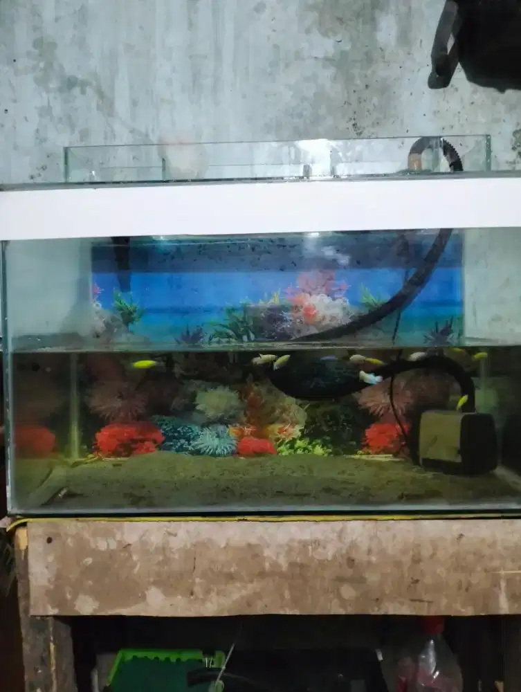 Aquarium bonus ikan chana 4 ekor dan cupang 10ekor