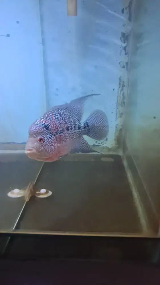 Louhan cencu genetik merah jenong