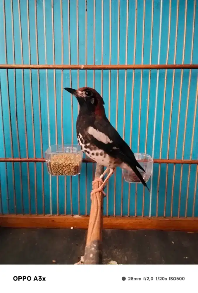 Pastol ak ring sakura mlg