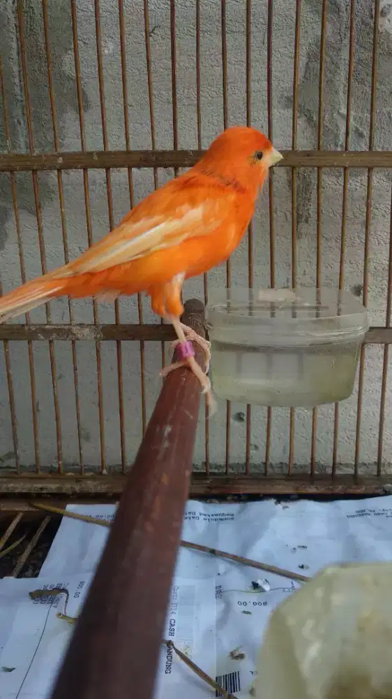 Burung kenari merlok/vektor gacoor nyerang