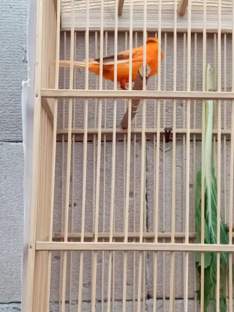 Di jual burung kenari