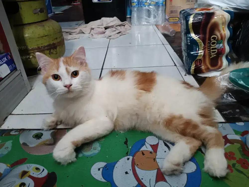 Kucing Persia Pejantan Long Hair
