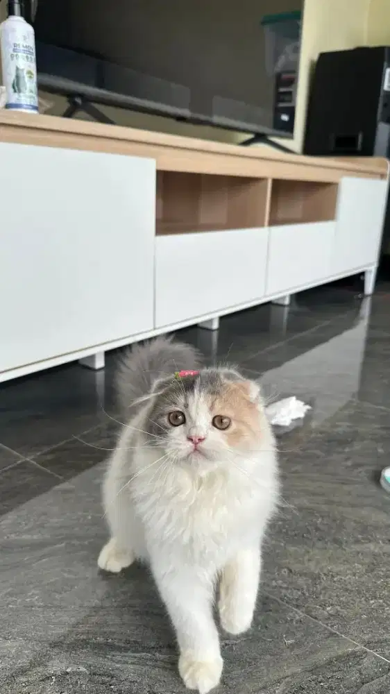 Scottish fold longhair higland