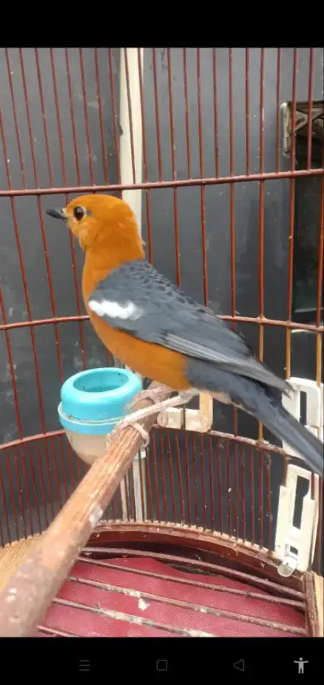 Anis merah lokal sumedang