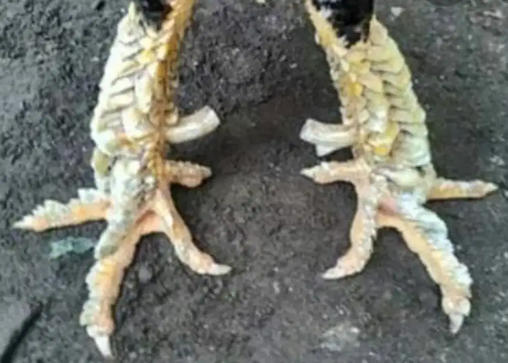 Dicari Ayam Sisik Buaya