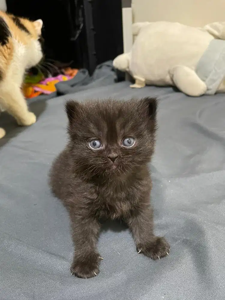 Kucing kitten Bristish Shorthair warna solid black