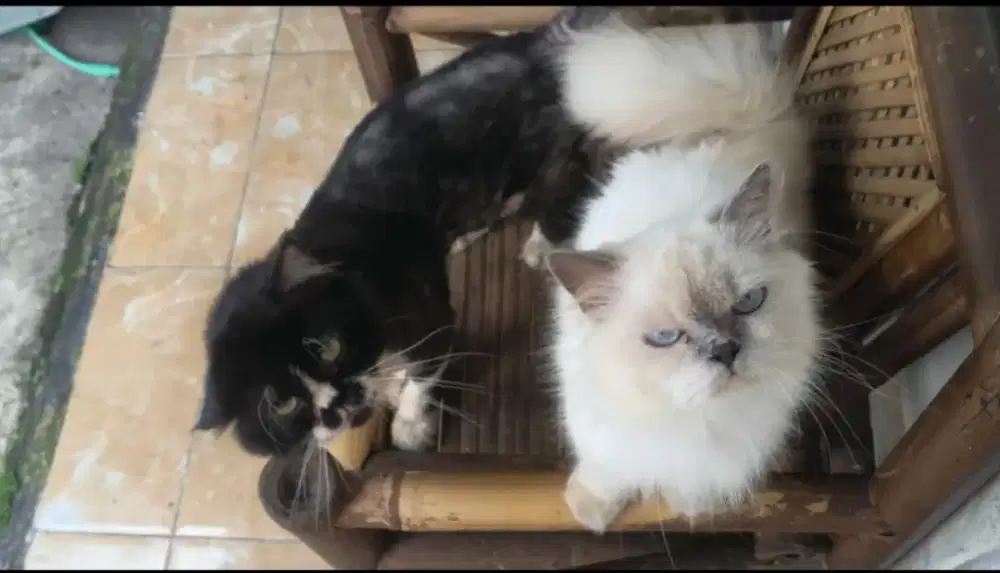 Kucing persia longhair sepasang