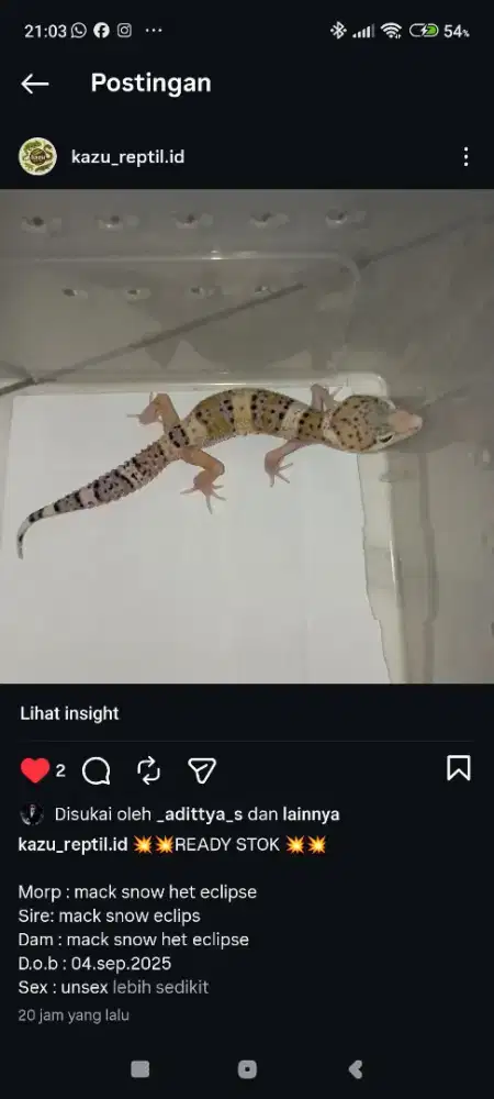 Leopard gekco baby up