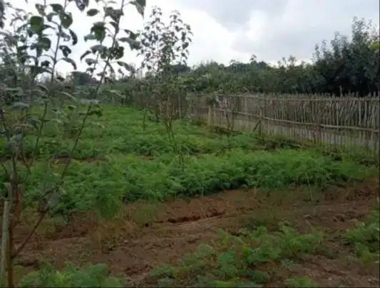 Jual Tanah Kavling Murah Meriah Rp.800.000/m Lokasi Pujon