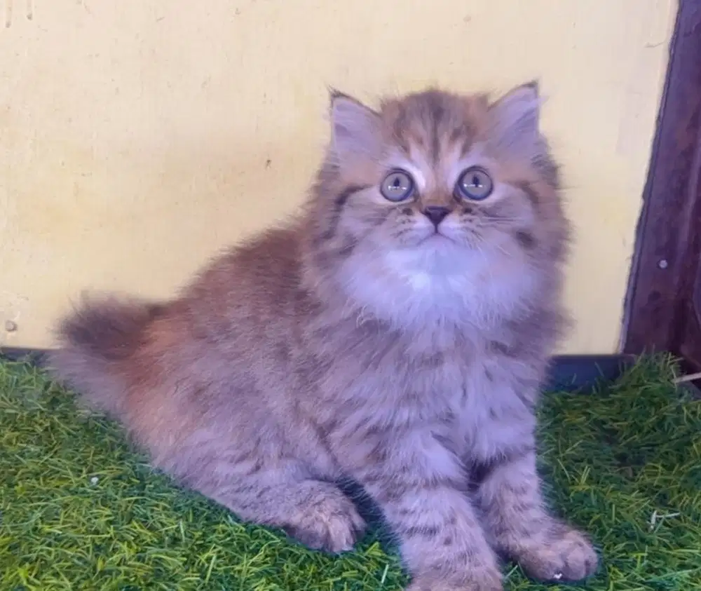 Kucing ras persia kitten mujair betina 3 bln