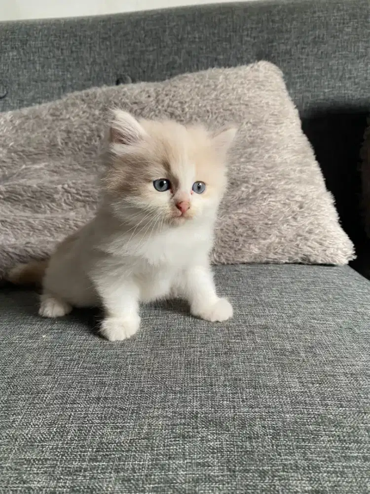 OPEN ADOPT KUCING ANGGORA PERSIA