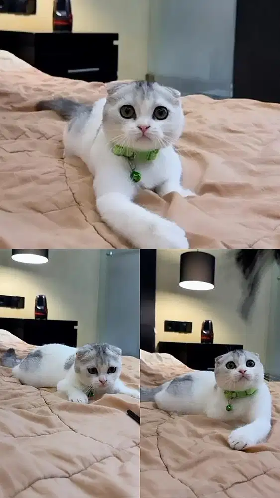 Kucing Scottish Triple Fold Bicolor MALE BSH SF