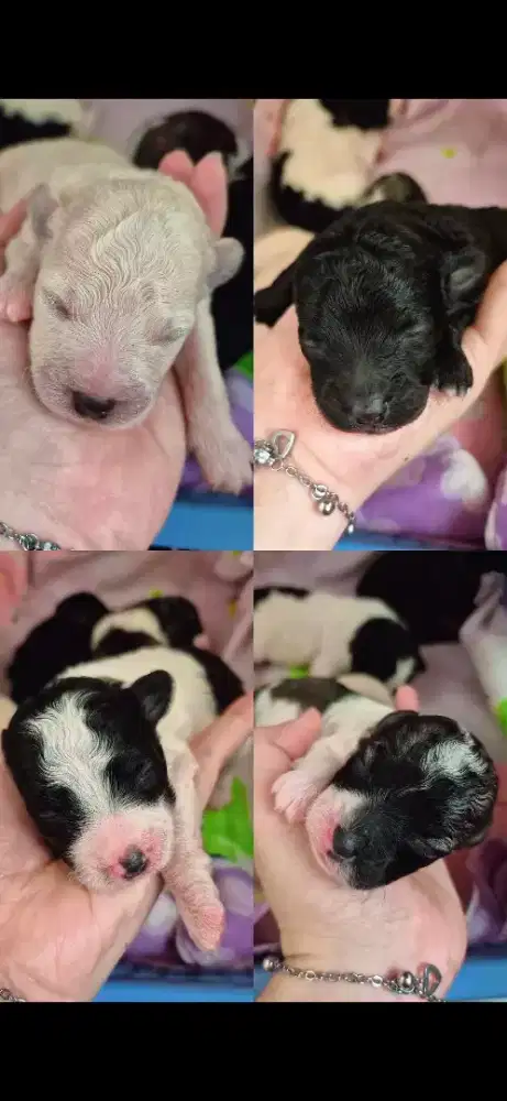 Open booking poochon