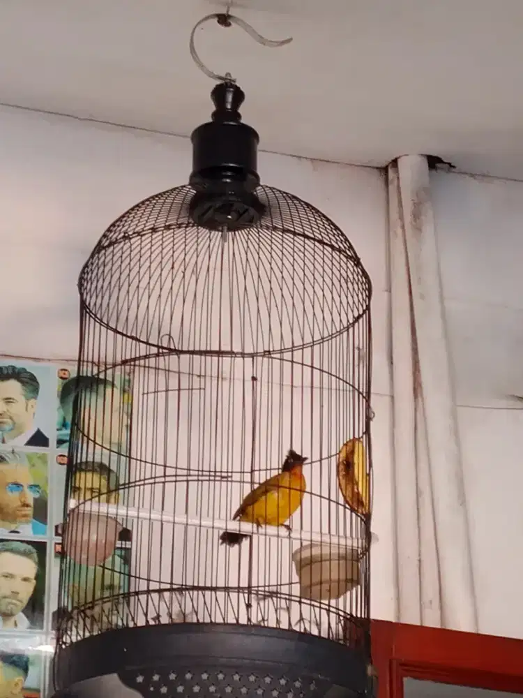 Jual Bth Murah 1 burung kutilang emas Gak Cacat Gacor SRING BRKICAU