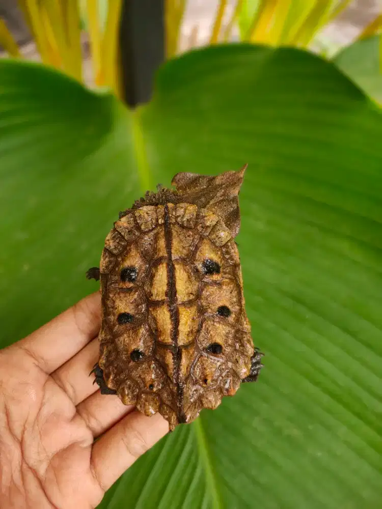 Mata Mata Peruvian Turtle 8cm