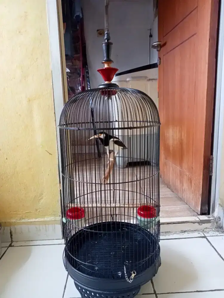 Jalak suren jawa jual burung saja siapa cepat aja lah