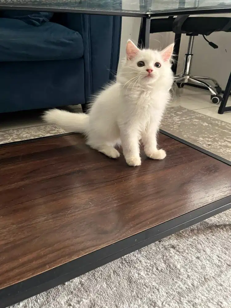 American curl X persmed jantan 2,5bln