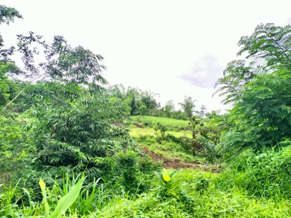 Malang SHM Tanah 1,5 Juta per meter