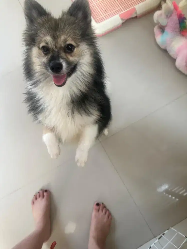 Anjing POMerian POM LANGKA WARNA HITAM