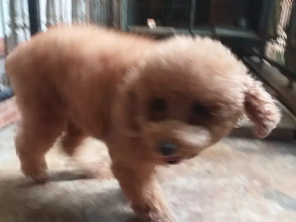 Red mini Poodle betina