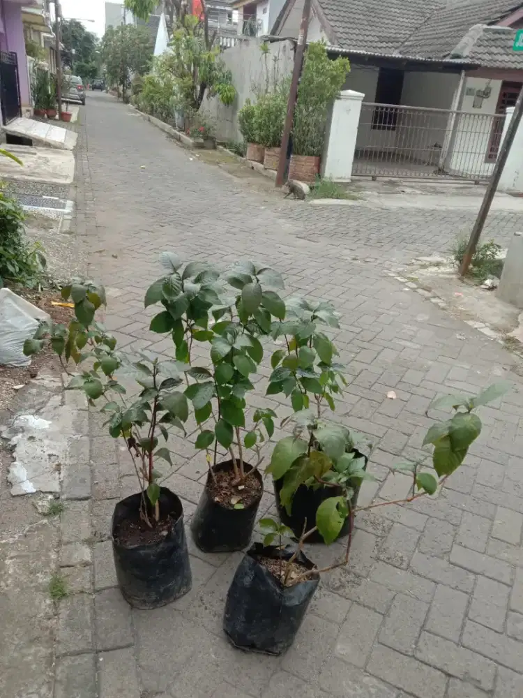 Tanaman Obat Handelem