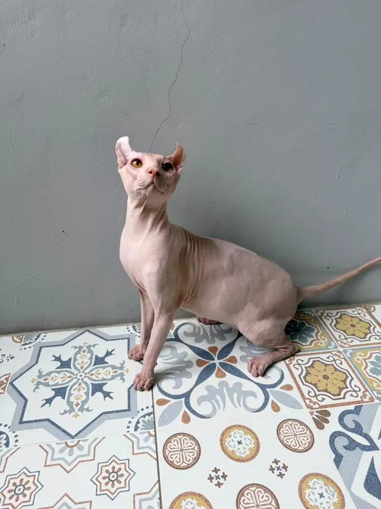 Kucing Elf Jantan Sphynx Curly