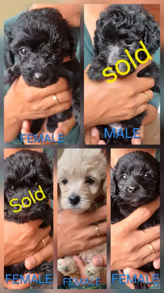 Toy Poodle Murah 1.5 bulan