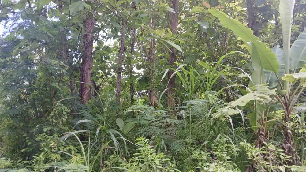 Kayu Jati, diameter 20-30 cm