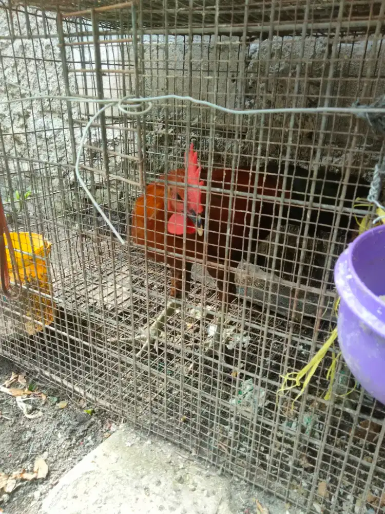Ayam pelung murah