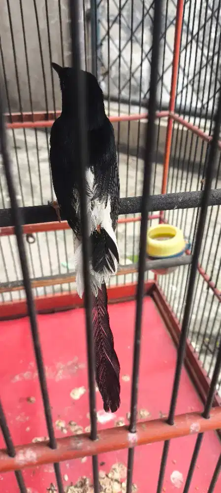 Murai batu kondisi lagi mabung