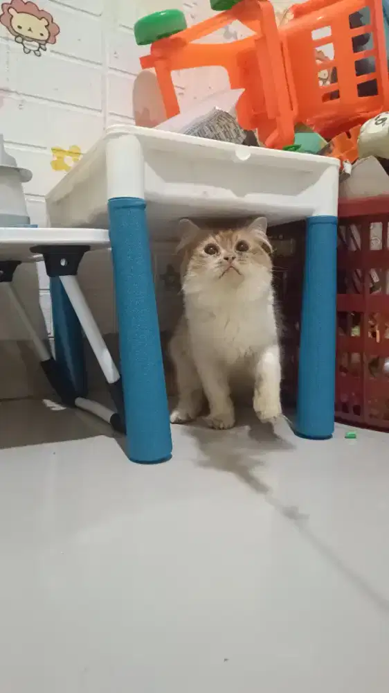 Kucing anggora perisa