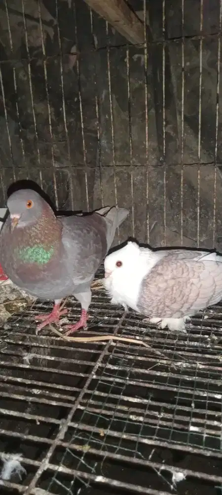 Burung dara sepasang mix