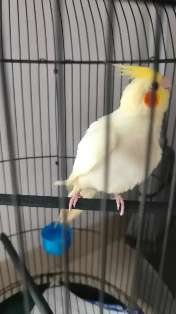 Falk Parkit Australia lutino MM