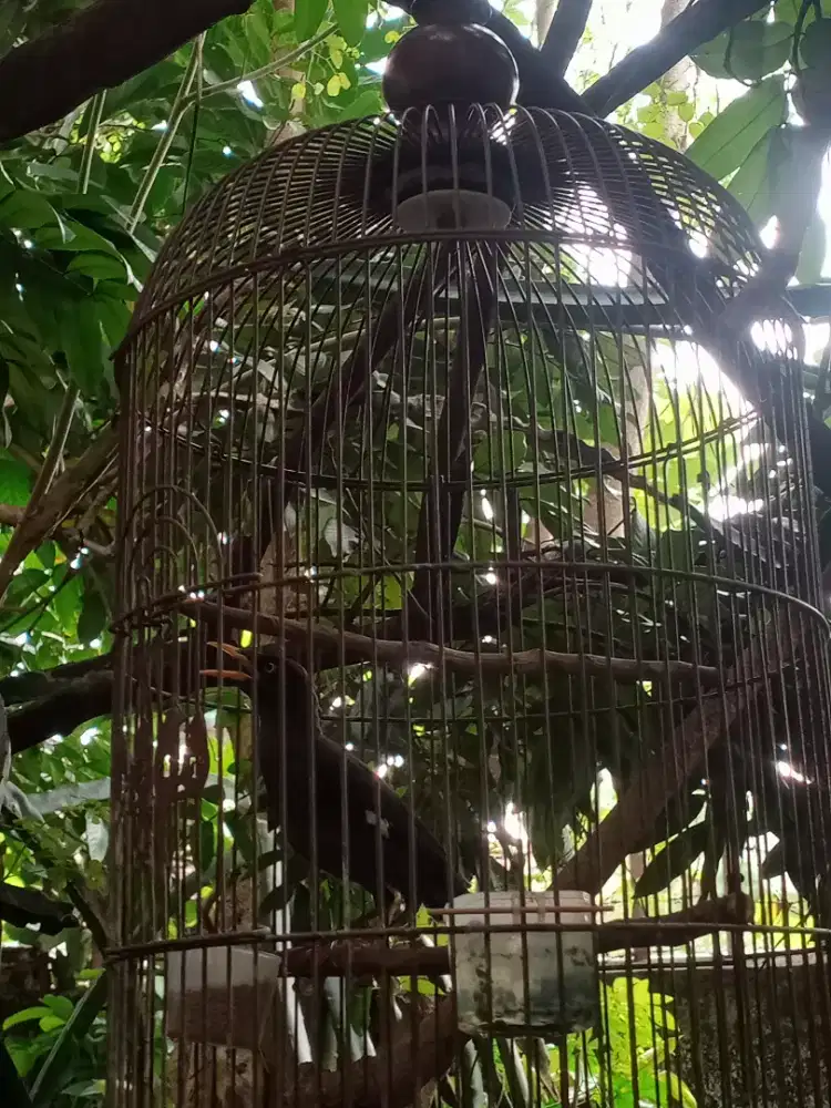 burung jalak.Jalbo receh mulus