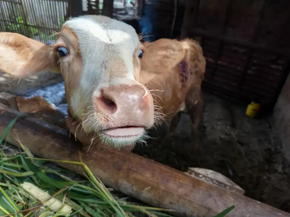 Sapi inves untuk bakalan