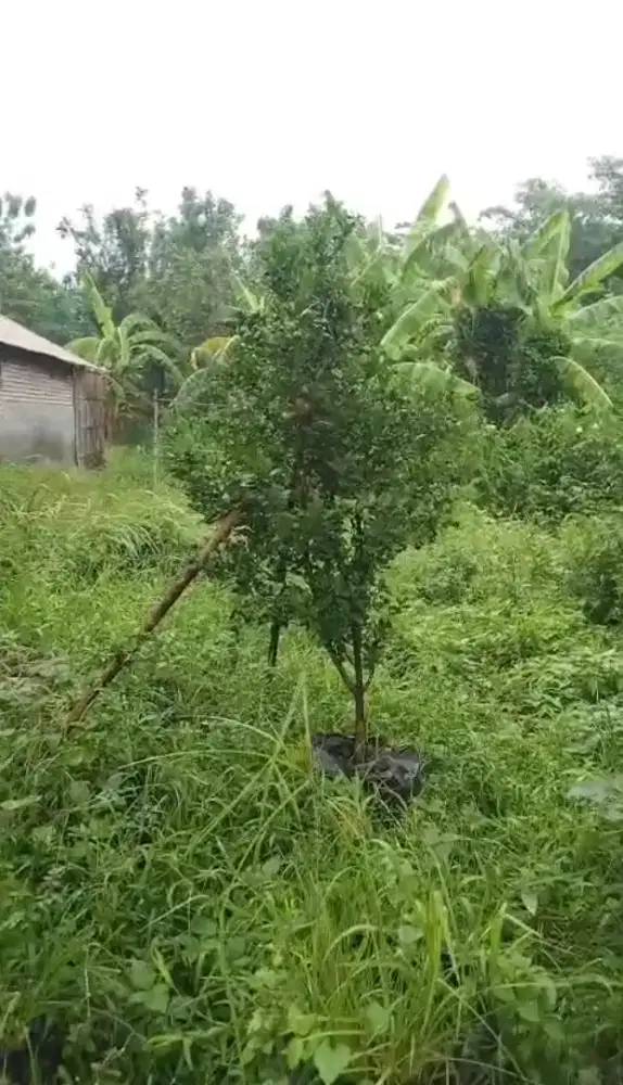 DIJUAL BU TANAH PEKARANGAN PRAMBON SIDOARJO