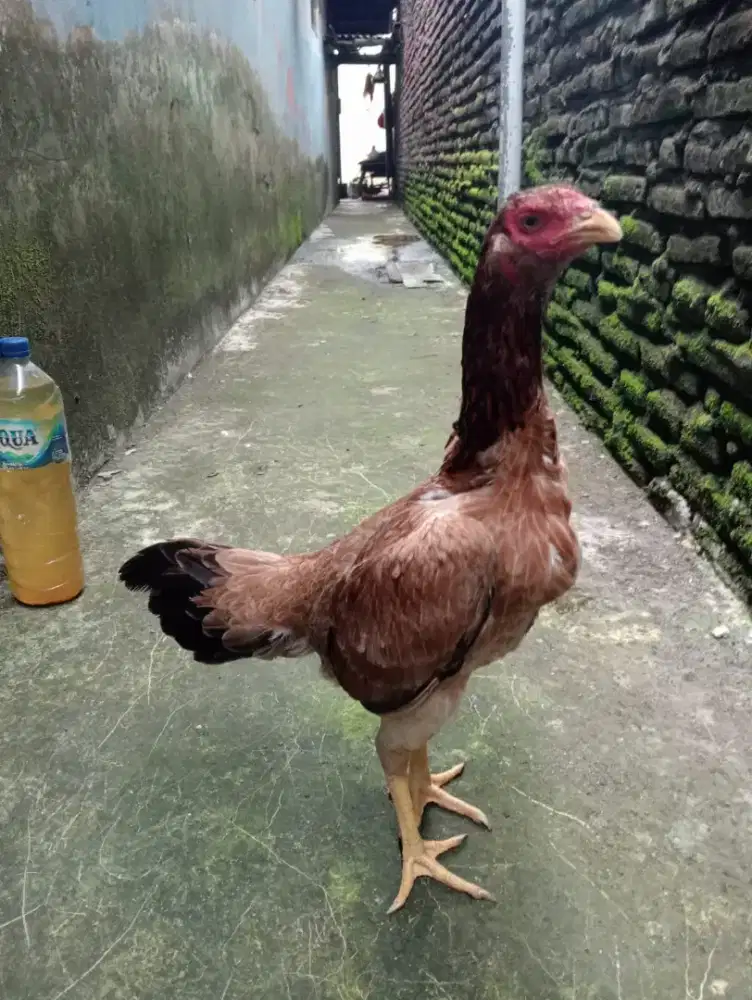 Ayam betina Mangon silangan