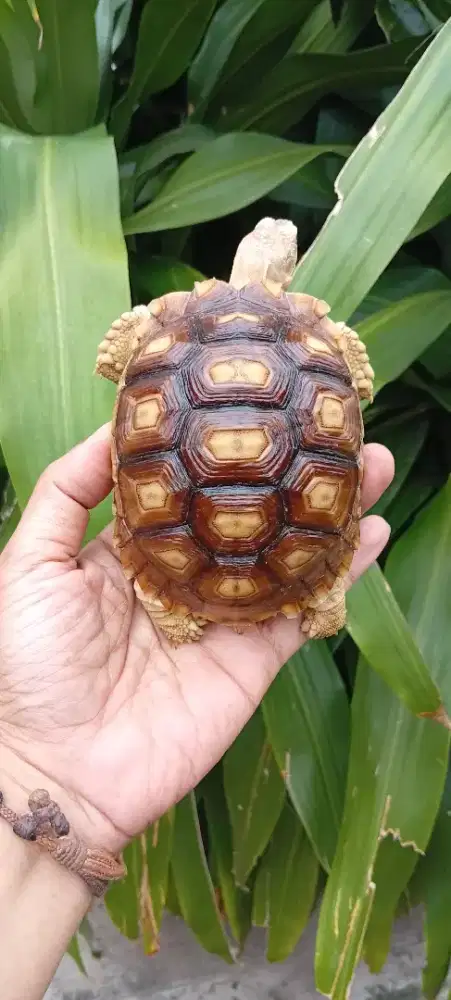 Mainan Kura Sulcata No Minus Sehat