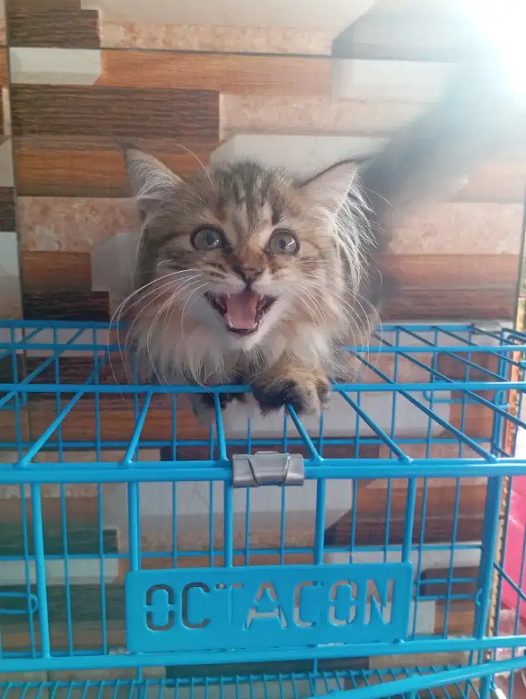 Persia Medium Betina